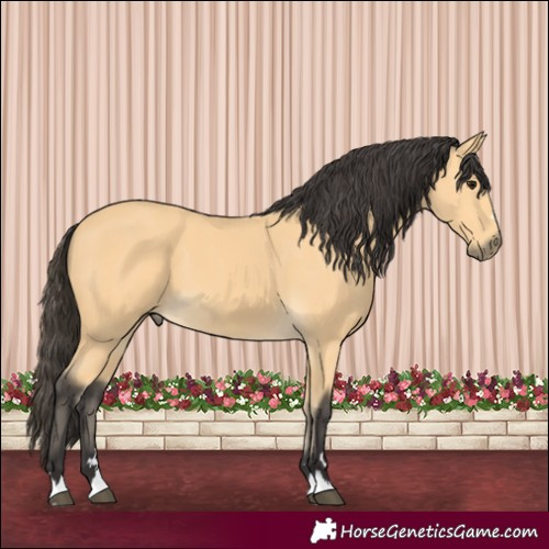 Horse Color:Buckskin 