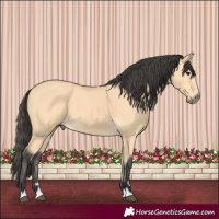 Horse Color:Buckskin 