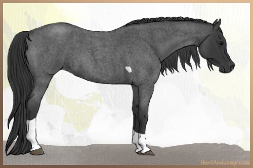 Horse Color:Blue Roan Tobiano