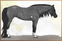 Horse Color:Blue Roan Tobiano 