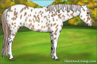 Horse Color:Bay Dun Appaloosa 