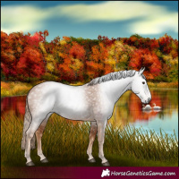 Horse Color:Gray Chestnut 
