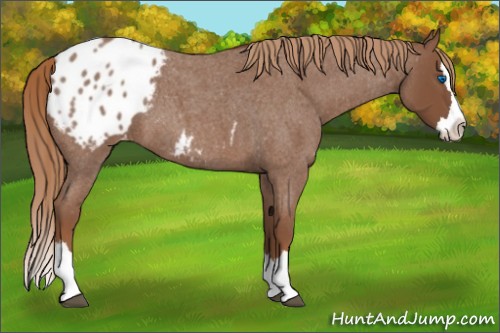 Horse Color:Red Roan Splash Appaloosa