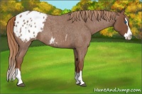 Horse Color:Red Roan Splash Appaloosa