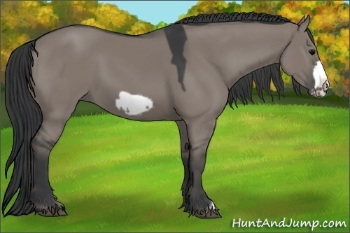 Horse Color:Grullo Frame 