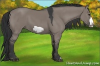 Horse Color:Grullo Frame
