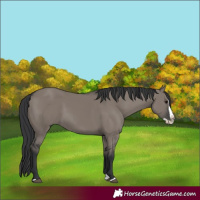 Horse Color:Grullo Splash 