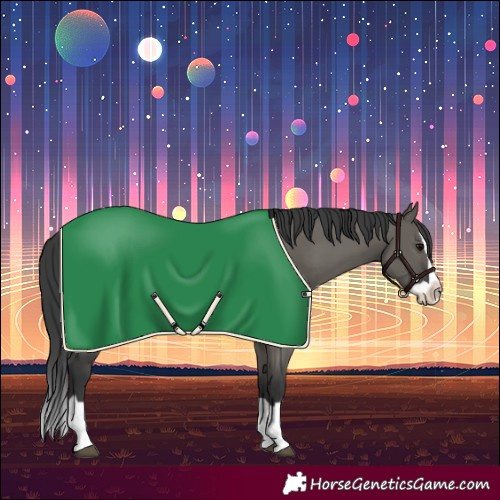 Horse Color:Grullo Splash 