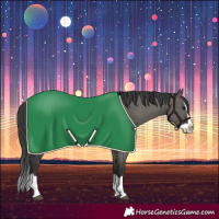 Horse Color:Grullo Splash 