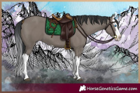 Horse Color:Grullo Splash 