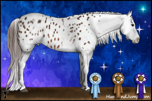 Horse Color:White Spotted Bay Tobiano Appaloosa 
