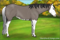 Horse Color:Grullo Splash