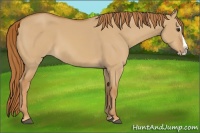 Horse Color:Red Dun Splash