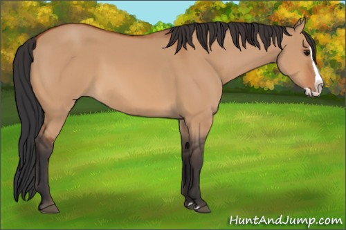Horse Color:Bay Dun Splash 