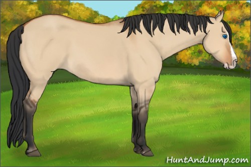 Horse Color:Bay Dun Splash 