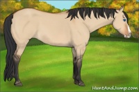 Horse Color:Bay Dun Splash 