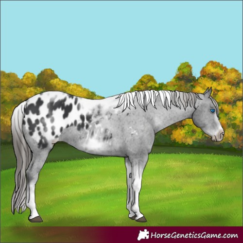 Horse Color:White Spotted Black Splash Tobiano Frame Appaloosa 