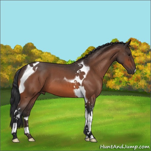 Horse Color:Bay Roan Tobiano