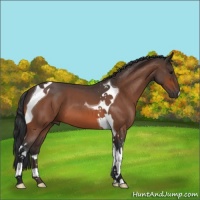 Horse Color:Bay Roan Tobiano