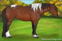 Horse Color:Buckskin Tobiano 