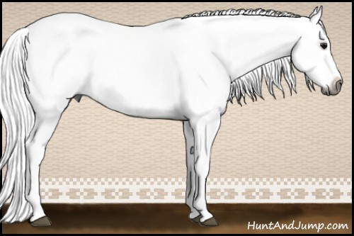 Horse Color:Gray White Spotted Brown Dun Splash 