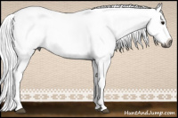 Horse Color:Gray White Spotted Brown Dun Splash 