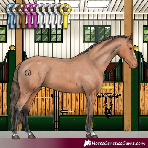 Horse Color:Bay Appaloosa 