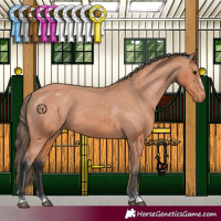 Horse Color:Bay Appaloosa 