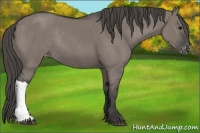 Horse Color:Grullo Varnish Rabicano