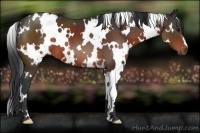 Horse Color:White Spotted Brown 