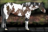Horse Color:White Spotted Brown 