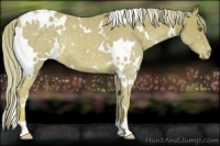Horse Color:Watercolor White Spotted Palomino Varnish Rabicano 