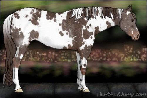 Horse Color:White Spotted Liver Chestnut Appaloosa Rabicano