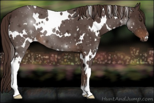 Horse Color:White Spotted Liver Chestnut