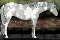 Horse Color:Watercolor White Spotted Chestnut Varnish Rabicano 