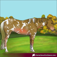 Horse Color:Watercolor White Spotted Chestnut 