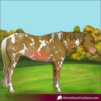 Horse Color:Watercolor White Spotted Chestnut 