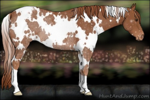 Horse Color:White Spotted Chestnut Varnish Rabicano 