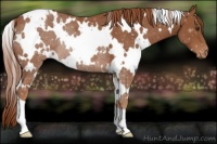 Horse Color:White Spotted Chestnut Varnish Rabicano 