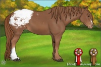 Horse Color:Chestnut Appaloosa 