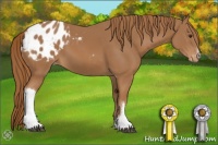 Horse Color:Chestnut Appaloosa 