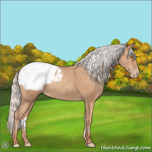 Horse Color:Silver Classic Champagne Sabino Appaloosa 