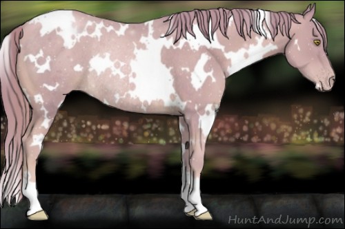 Horse Color:Watercolor White Spotted Gold Champagne Rabicano 