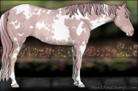Horse Color:Watercolor White Spotted Gold Champagne Rabicano 