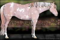 Horse Color:Watercolor White Spotted Gold Champagne Varnish 
