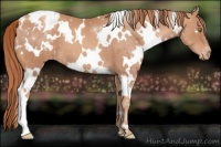 Horse Color:White Spotted Gold Champagne Varnish 