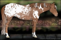 Horse Color:White Spotted Chestnut Appaloosa Rabicano 