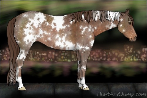 Horse Color:White Spotted Liver Chestnut 