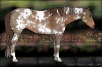 Horse Color:White Spotted Liver Chestnut 