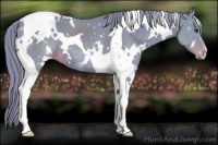 Horse Color:Watercolor White Spotted Liver Chestnut Tobiano Appaloosa